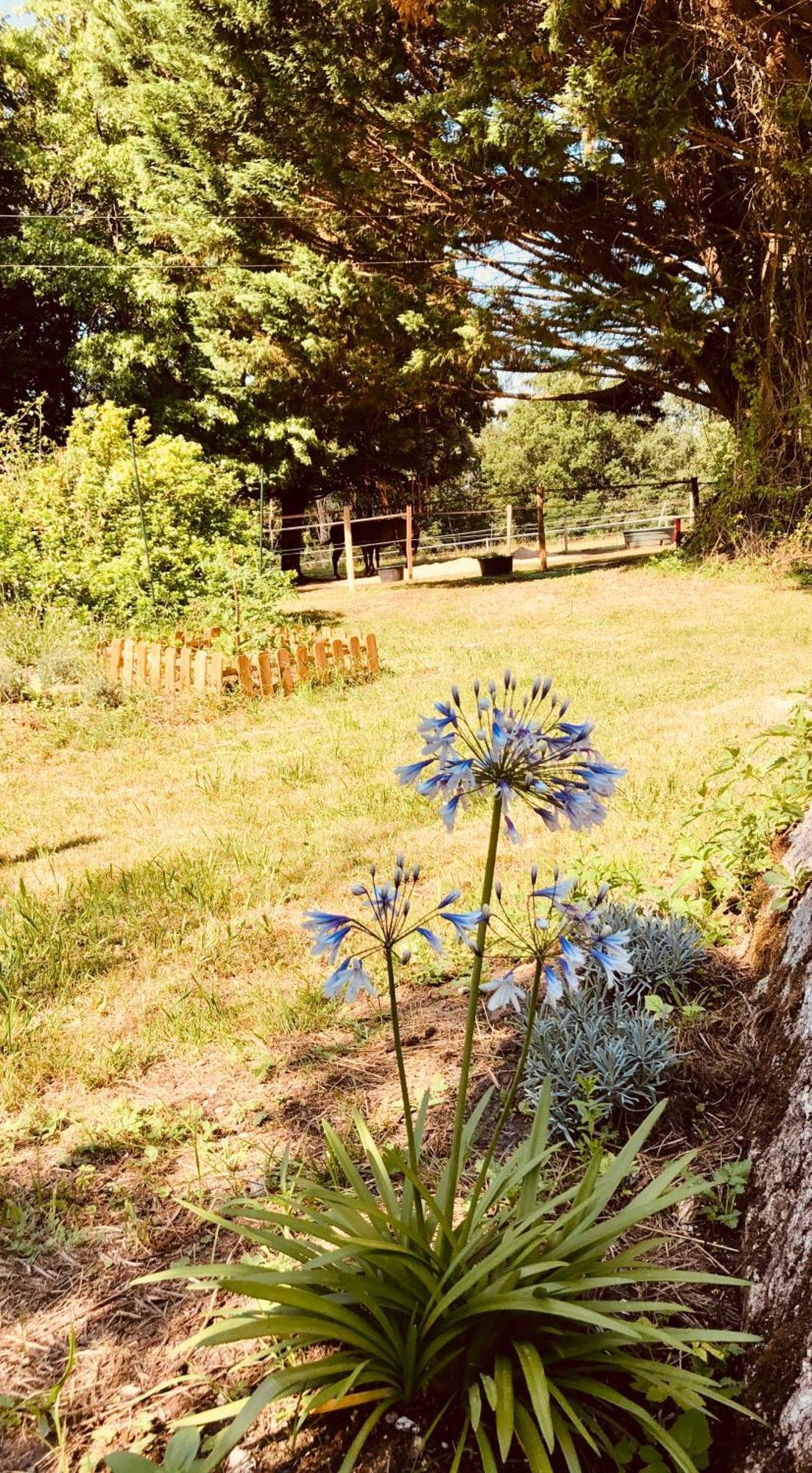 Le Mas Brantome Bed and Breakfast Esterno foto